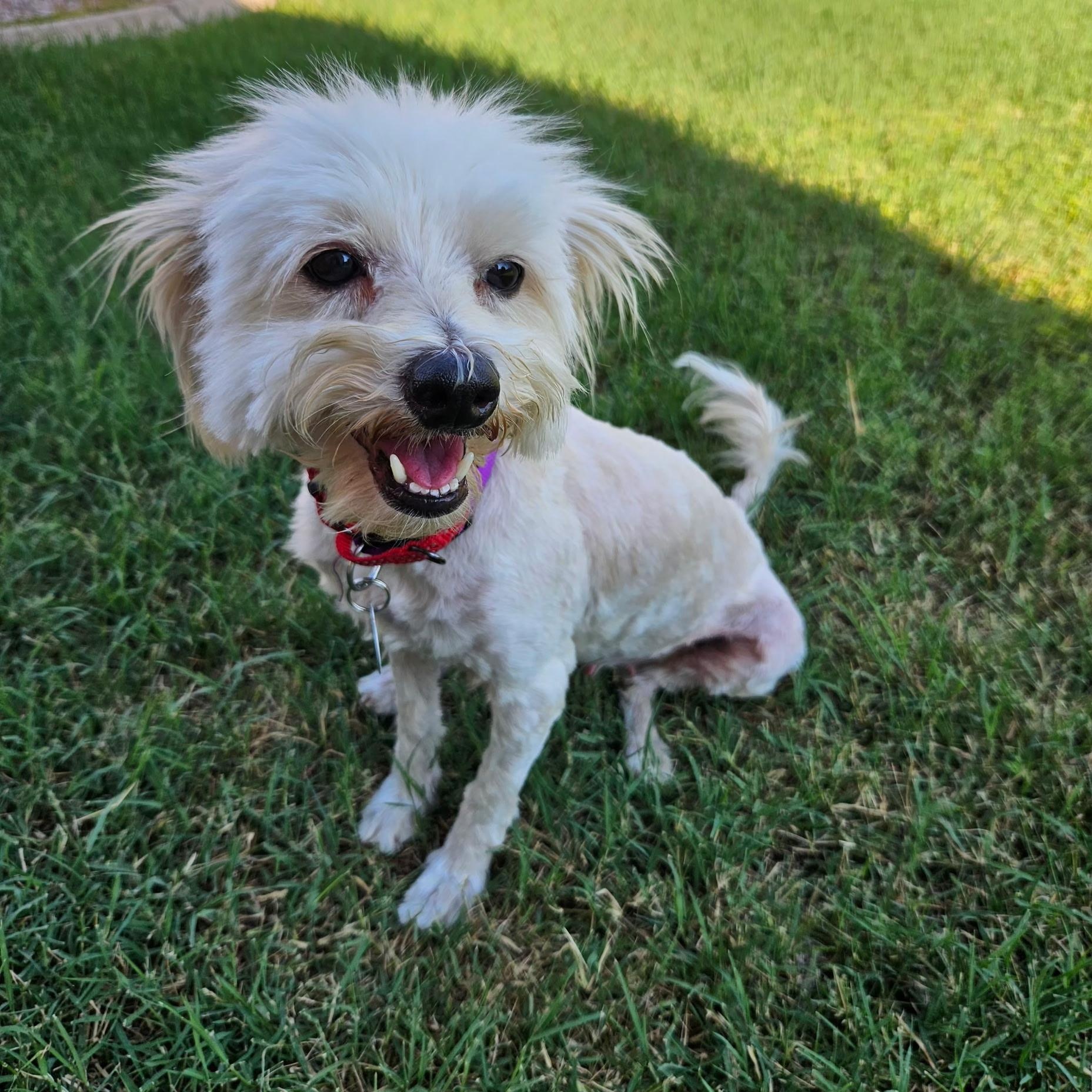 Enlarge Lottie, a Adoptable mixed breed in Phoenix, AZ image 2/5