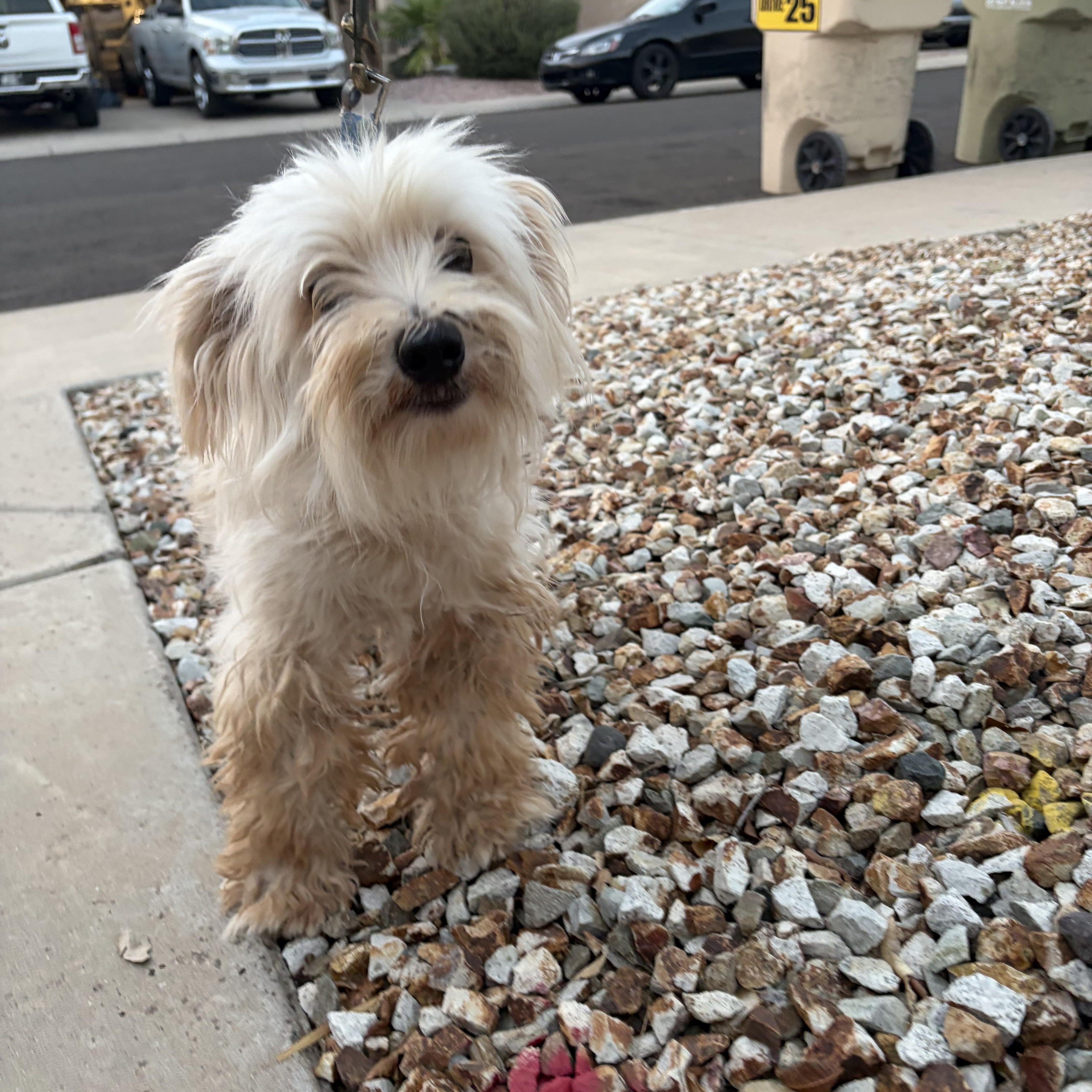 Enlarge Lottie, a Adoptable mixed breed in Phoenix, AZ image 3/5
