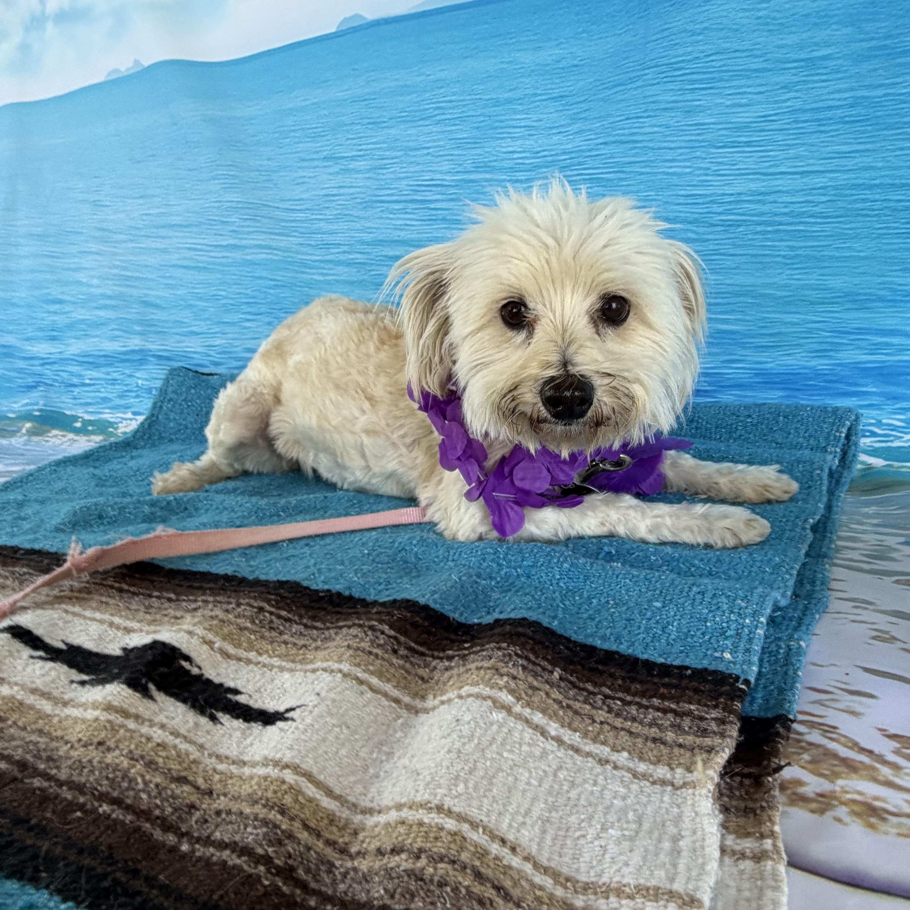 Enlarge Lottie, a Adoptable mixed breed in Phoenix, AZ image 5/5