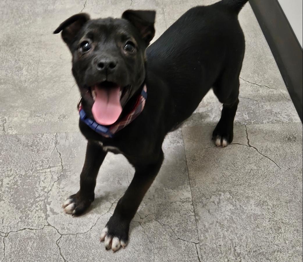 Bella, ADOPTABLE, Puppy Female Boxer & Black Labrador Retriever.