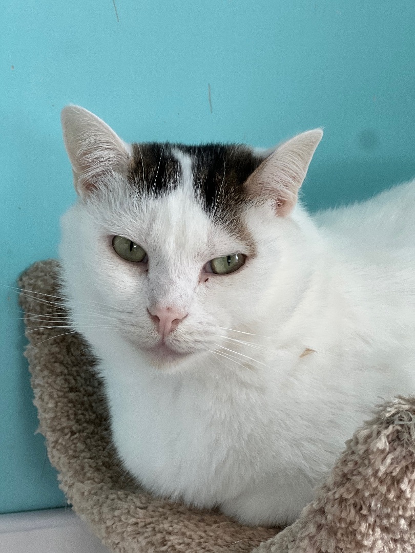 Binx, a Adoptable mixed breed in Arnprior, ON image 1/4