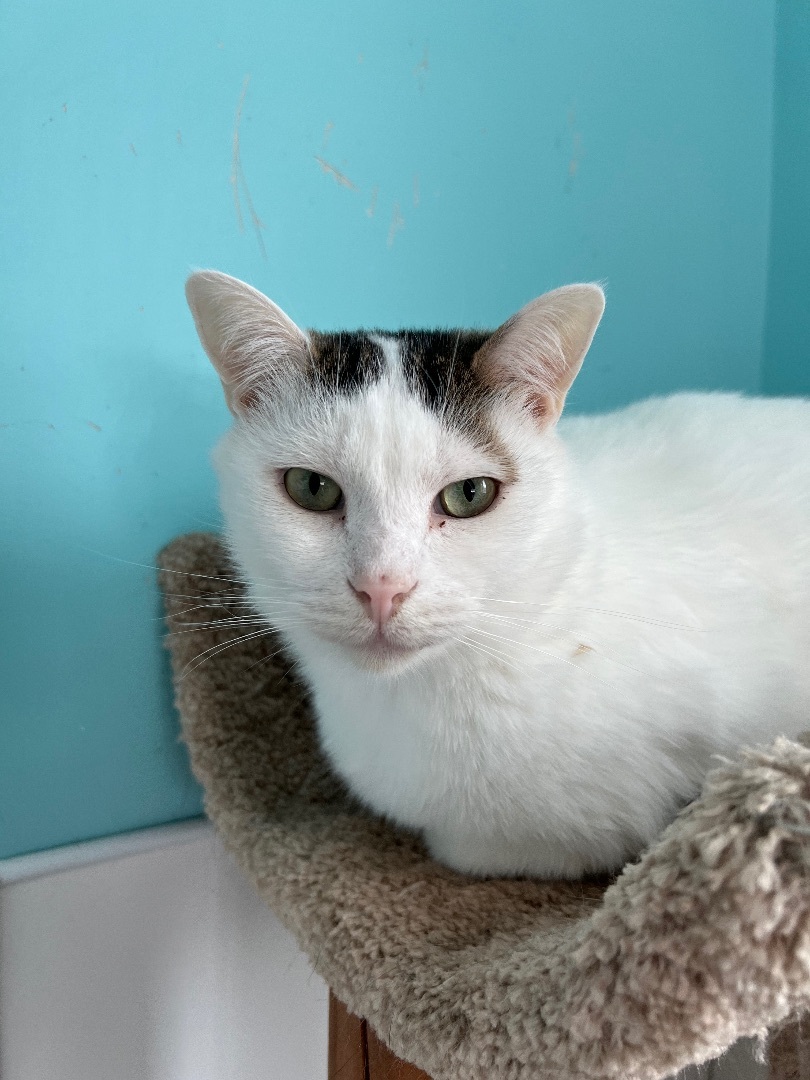 Binx, a Adoptable mixed breed in Arnprior, ON image 2/4