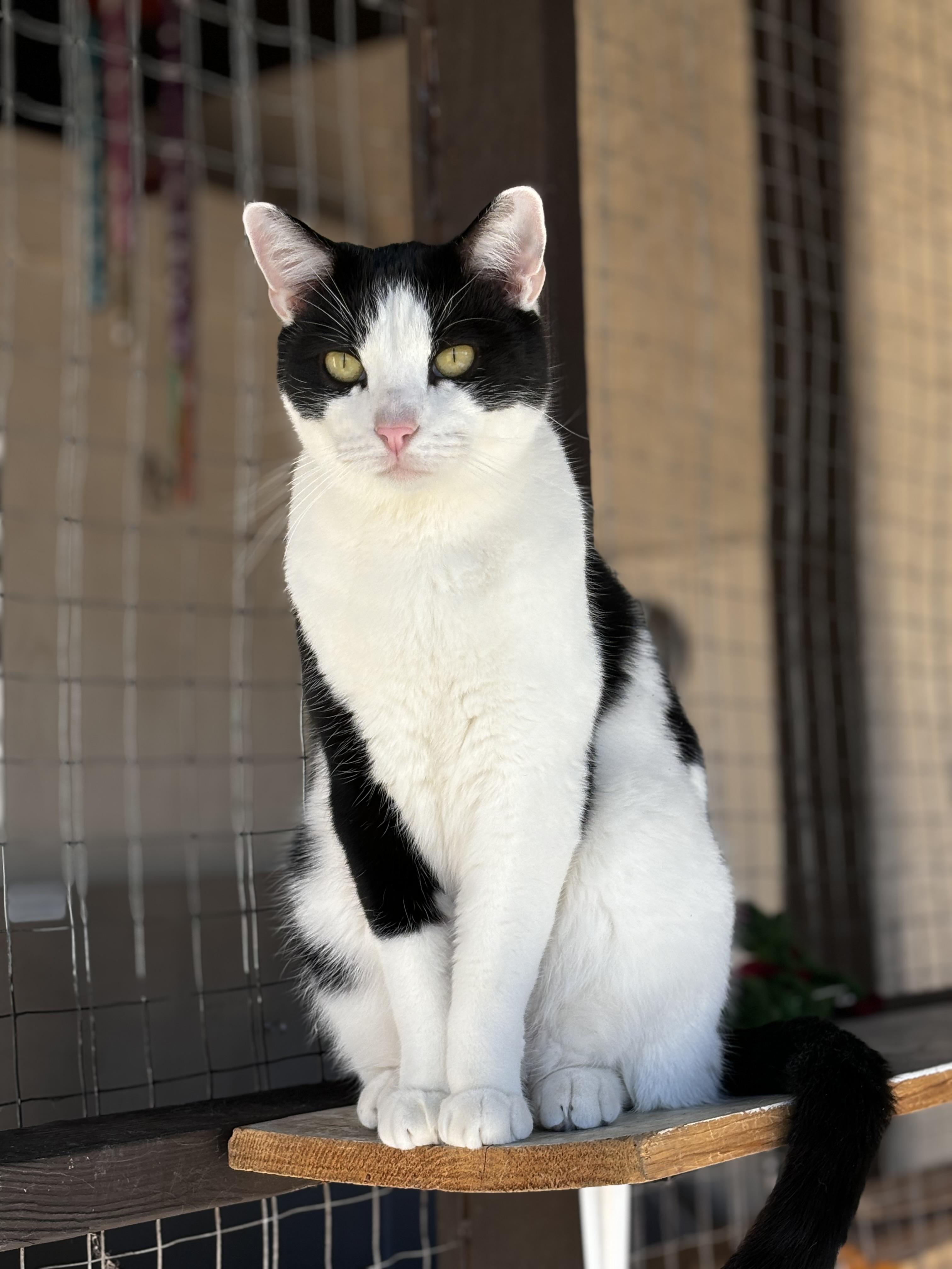Enlarge Pinto, a Adoptable Domestic Short Hair in Helendale, CA image 1/1