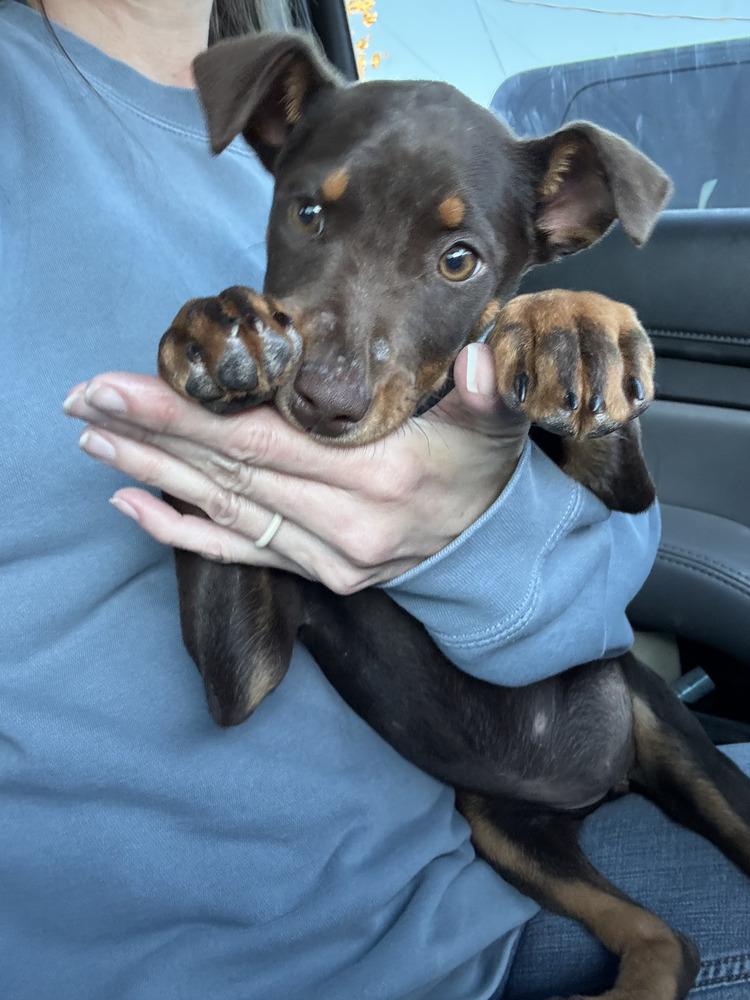 Zip, Adoptable, Puppy Female Miniature Pinscher.