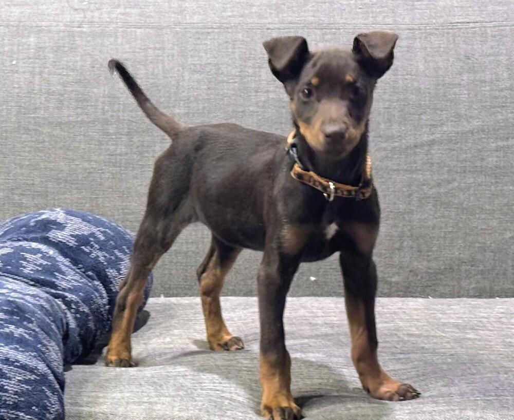 Enlarge Zip, a Adoptable mixed breed in Albuquerque, NM image 2/2