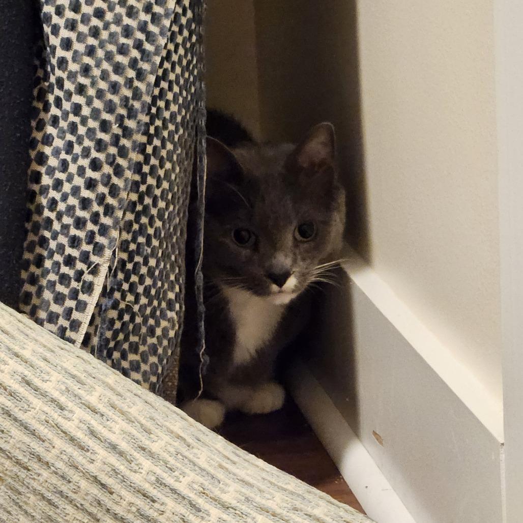 Odell, a Adoptable Domestic Short Hair in Winston-Salem, NC image 1/2