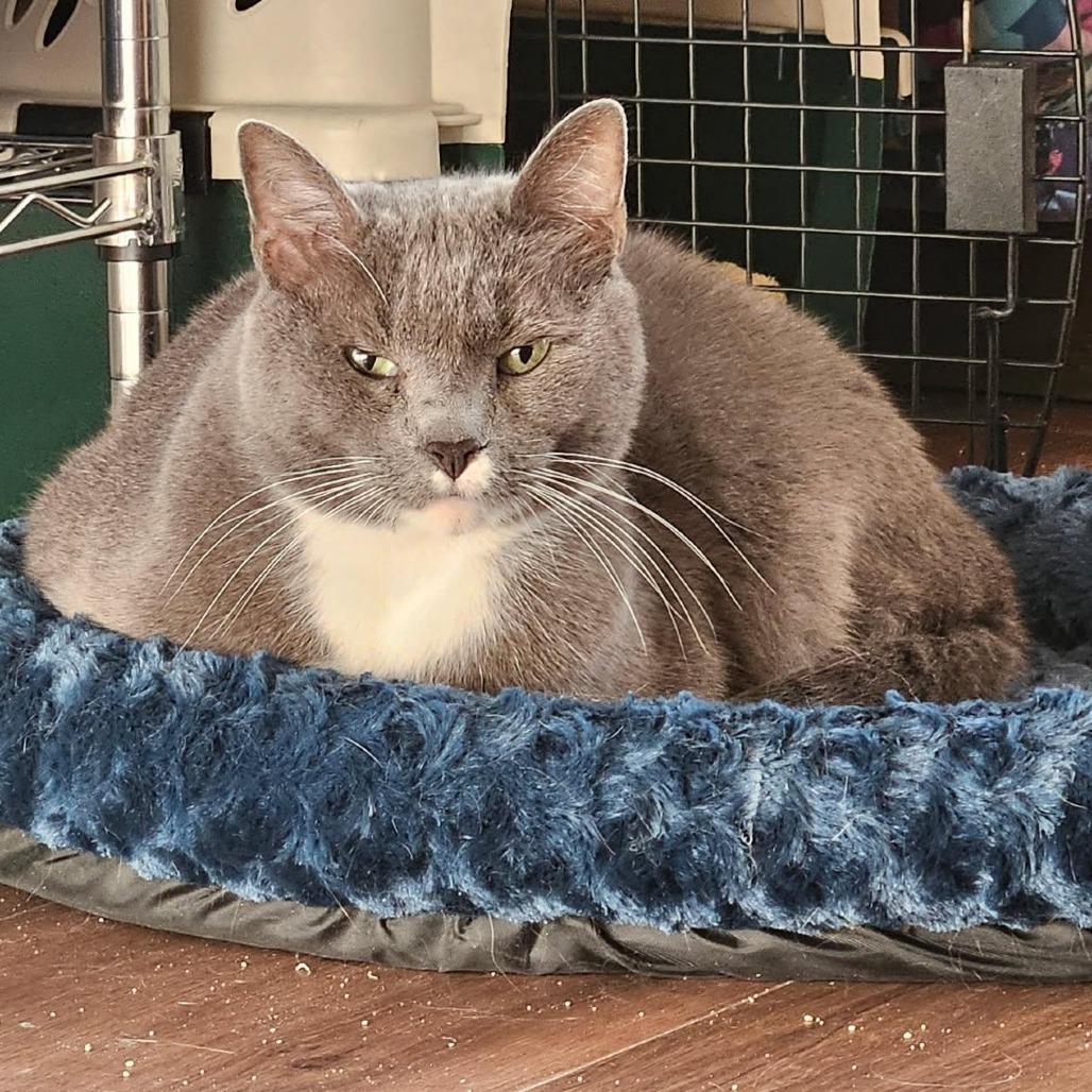Enlarge Odell, a Adoptable Domestic Short Hair in Winston-Salem, NC image 2/5