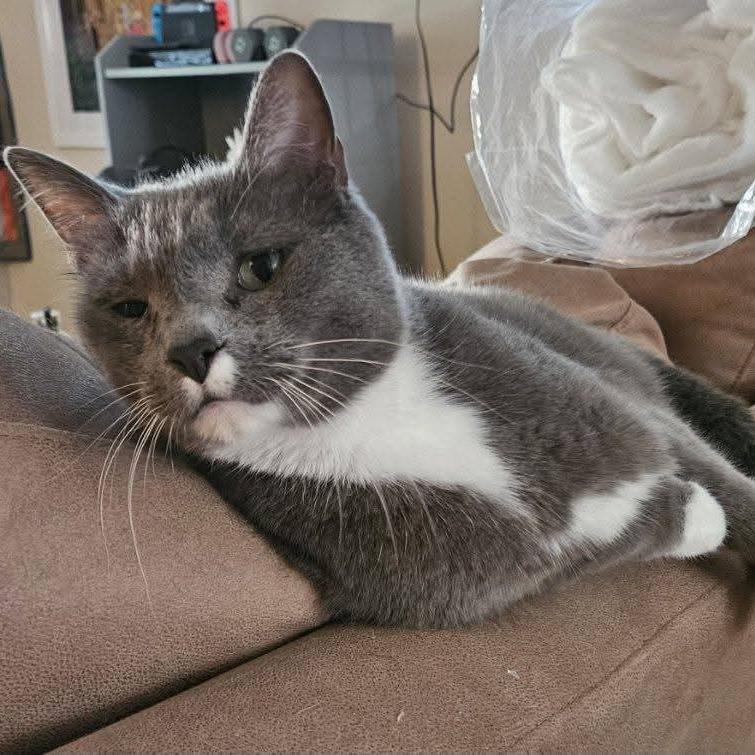 Enlarge Odell, a Adoptable Domestic Short Hair in Winston-Salem, NC image 3/5