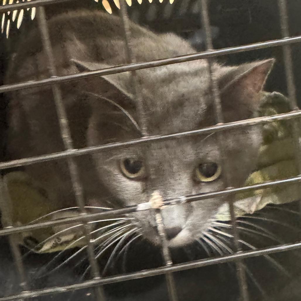 Odell, a Adoptable Domestic Short Hair in Winston-Salem, NC image 2/2