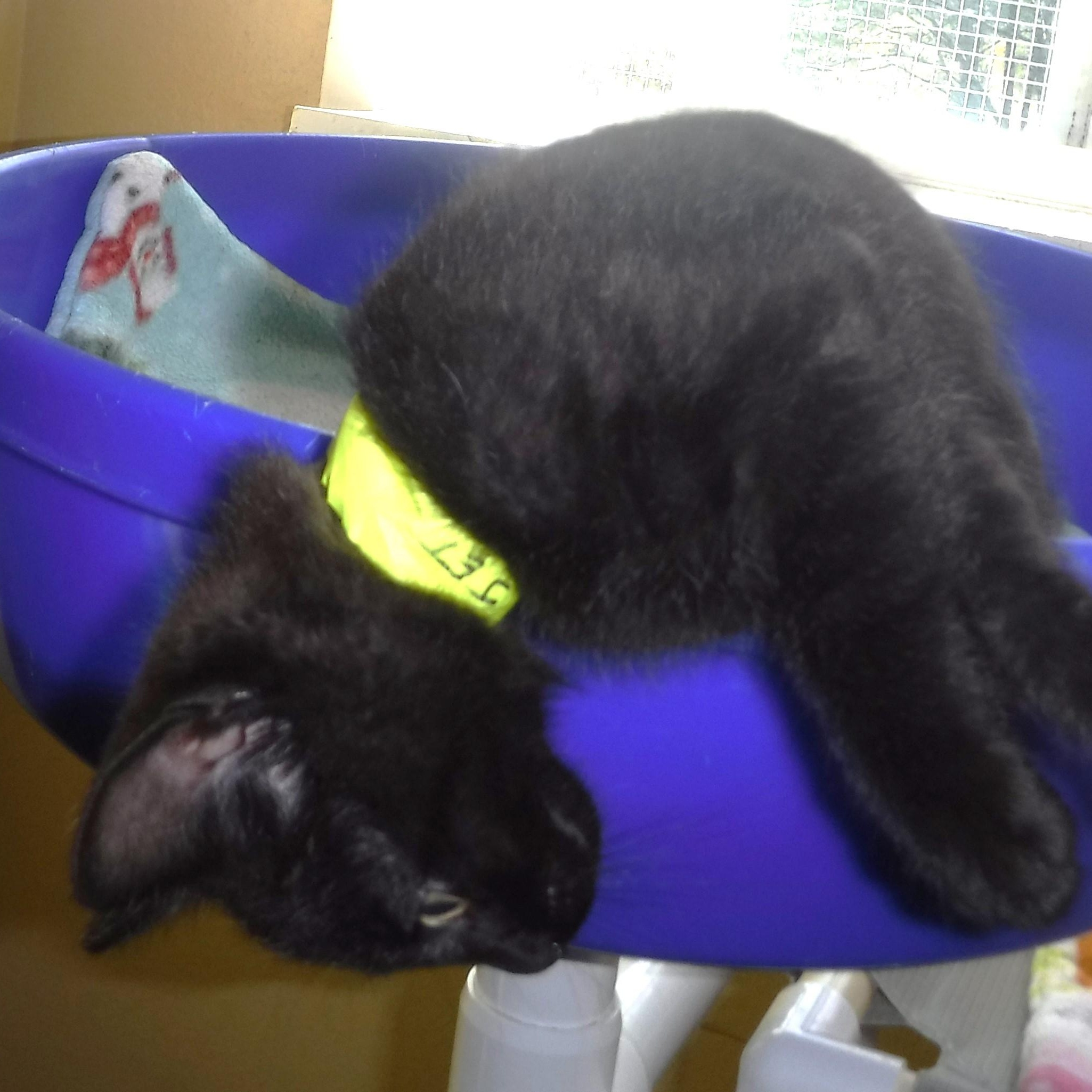 Enlarge Jet - Fun and Sweet, an adopted mixed breed in Hoquiam, WA image 2/4