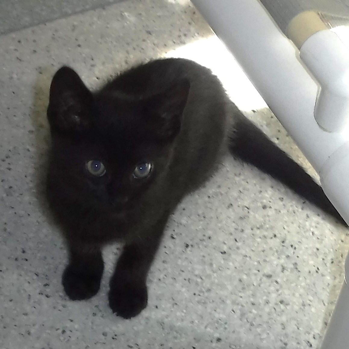Jet - Fun and Sweet, adopted, Kitten Male Bombay.
