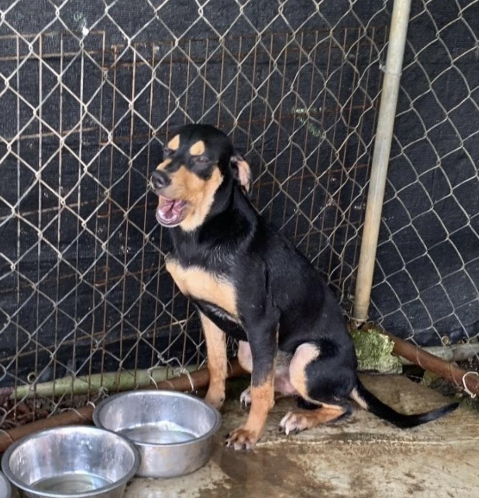Thing, a Adoptable mixed breed in Pittsfield, MA image 6/7