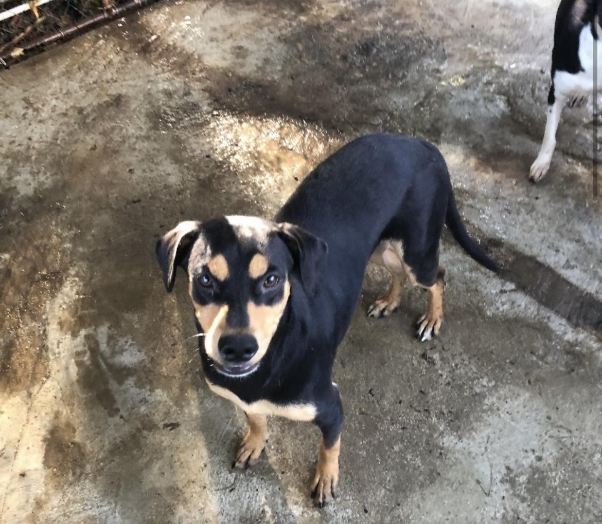 Thing, a Adoptable mixed breed in Pittsfield, MA image 4/7