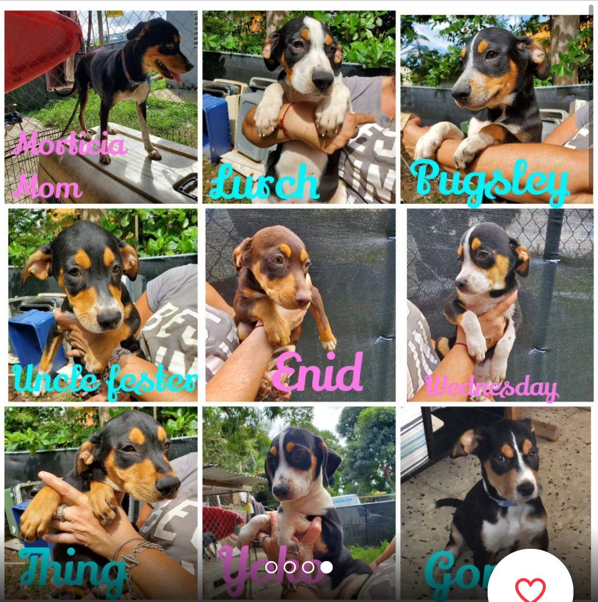 Enlarge Thing, a Adoptable mixed breed in Pittsfield, MA image 7/7