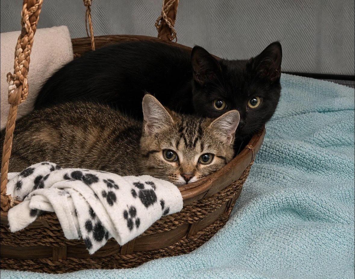 Chive & Basil (Bonded Sibling Pair), Adoptable, Kitten Male Domestic Short Hair.