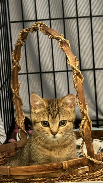 Enlarge Chive & Basil (Bonded Sibling Pair), a Adoptable Domestic Short Hair in Bethlehem, PA image 2/4