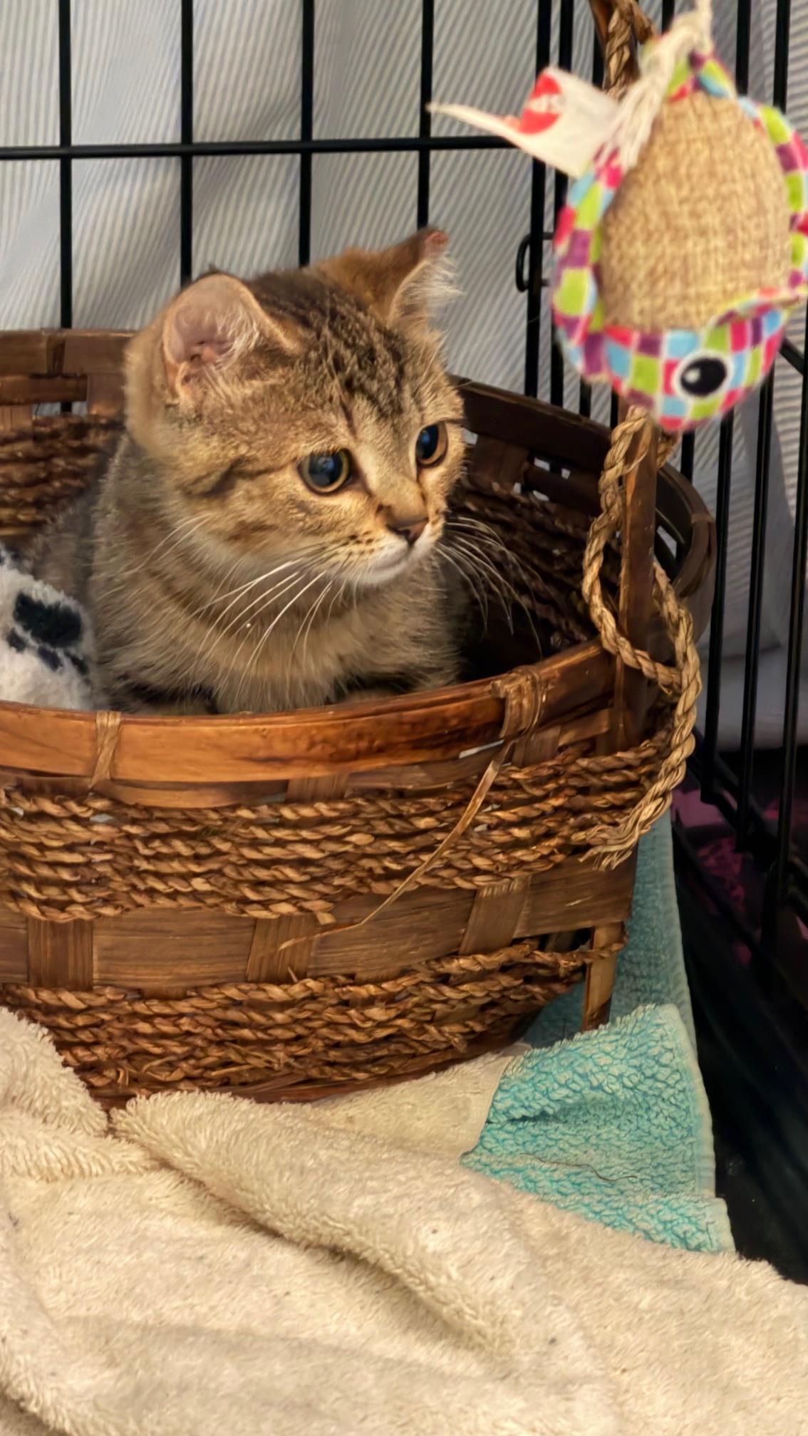 Enlarge Chive & Basil (Bonded Sibling Pair), a Adoptable Domestic Short Hair in Bethlehem, PA image 4/4