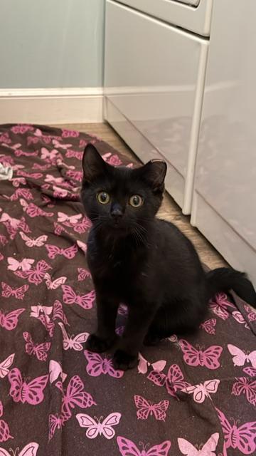 Enlarge Chive & Basil (Bonded Sibling Pair), a Adoptable Domestic Short Hair in Bethlehem, PA image 3/4