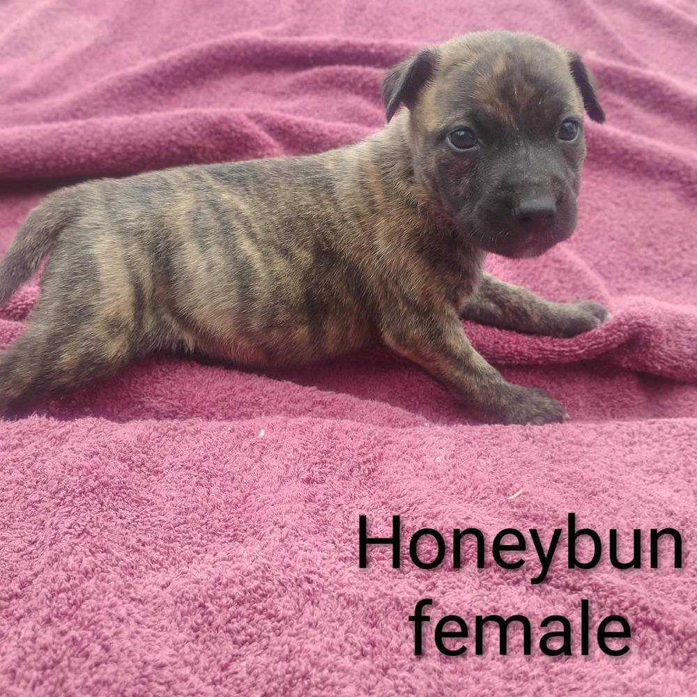 Honeybun  F  (Itty Bitty Litter 2025), Adoptable, Puppy Female Pit Bull Terrier & American Staffordshire Terrier.