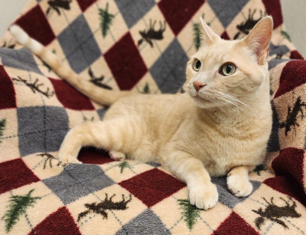 Buddy, Adoptable, Senior Male Domestic Short Hair.