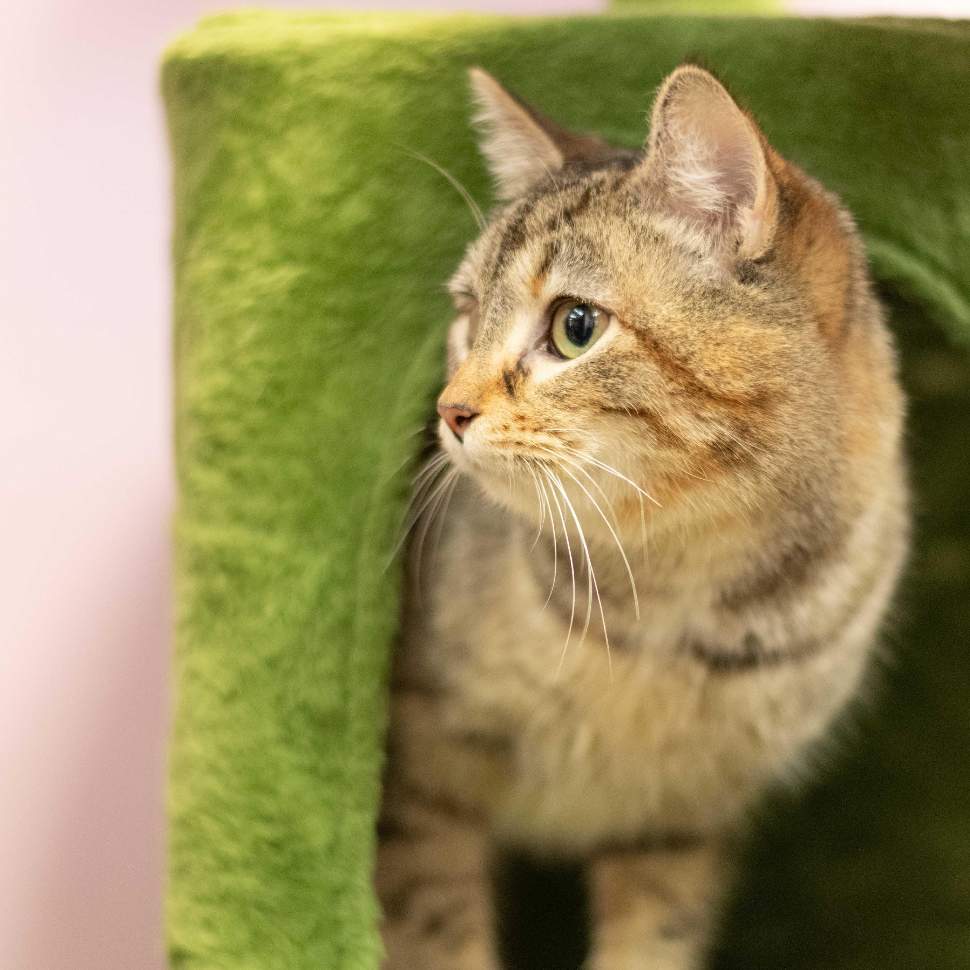 Claire, Adoptable, Young Female Domestic Short Hair.