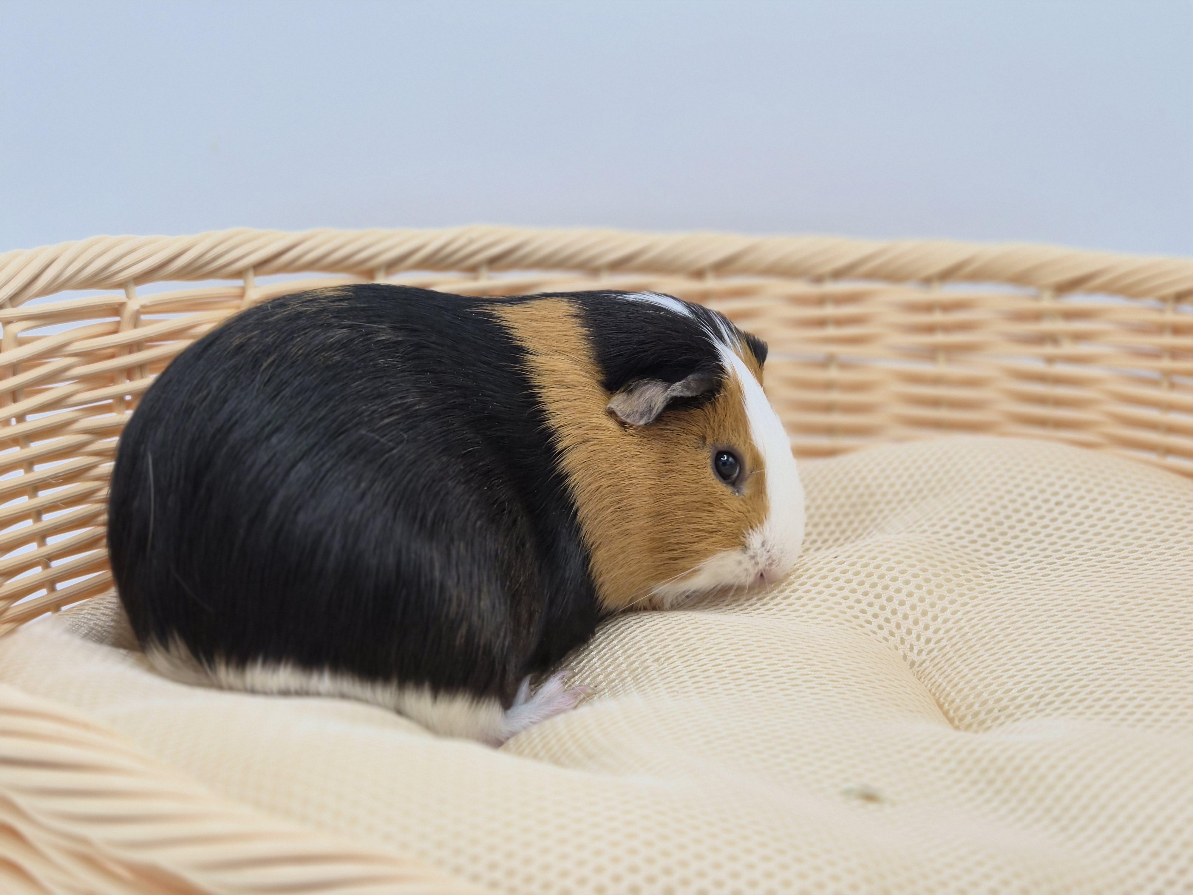 Enlarge Meji, an adopted Guinea Pig in Angleton, TX image 3/4