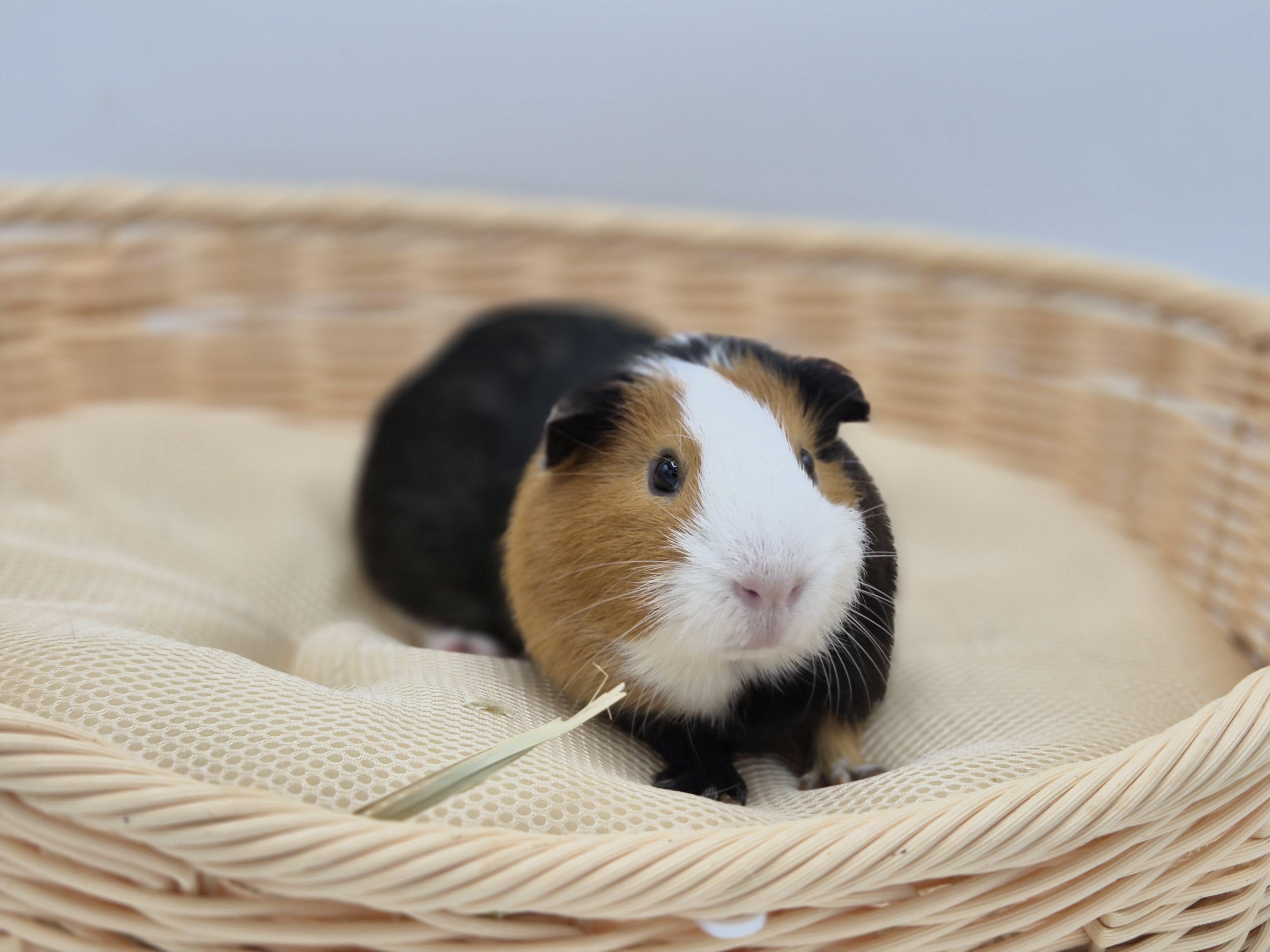 Enlarge Meji, an adopted Guinea Pig in Angleton, TX image 2/4
