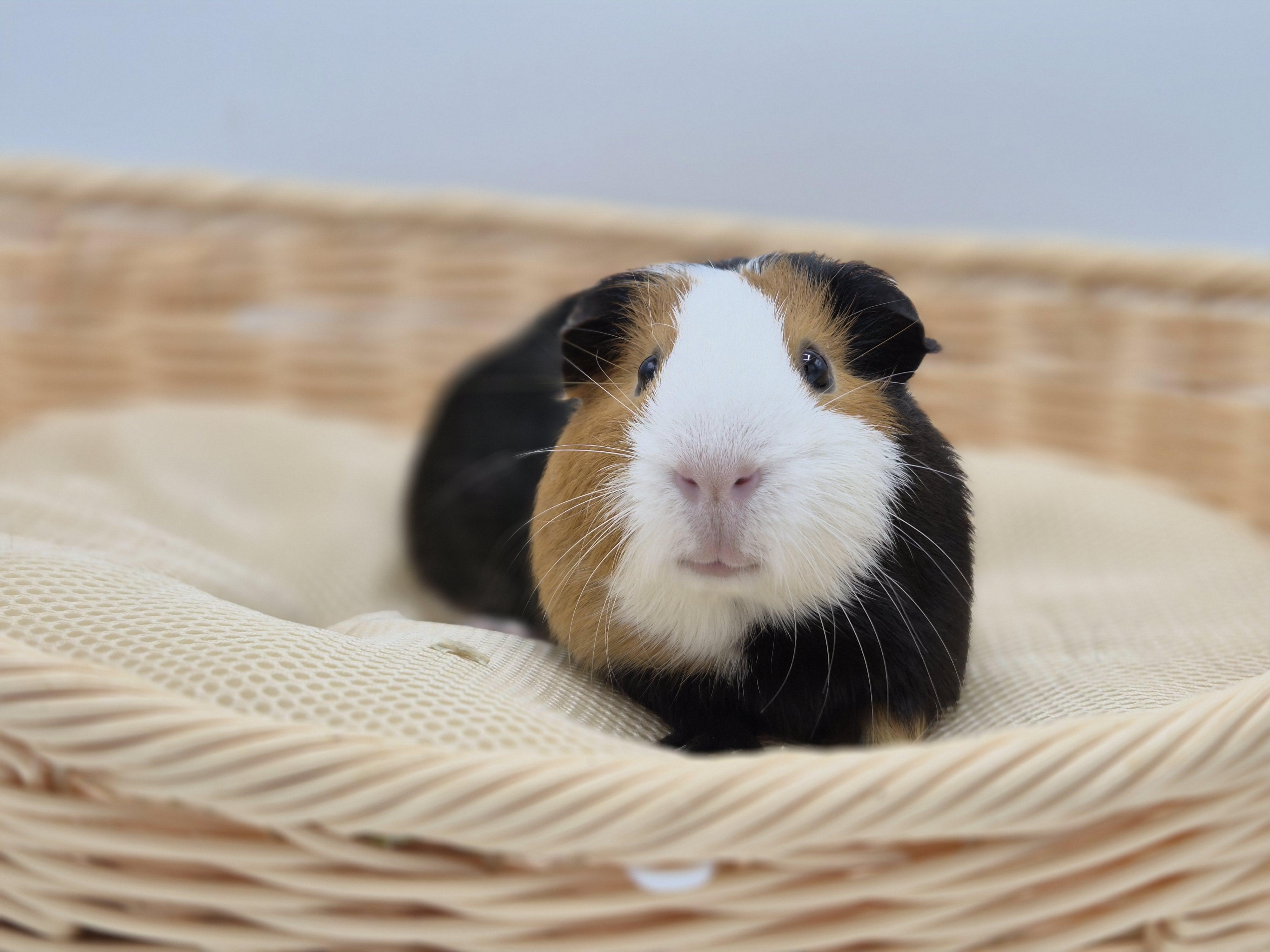 Meji, ADOPTABLE, Young Male Guinea Pig.