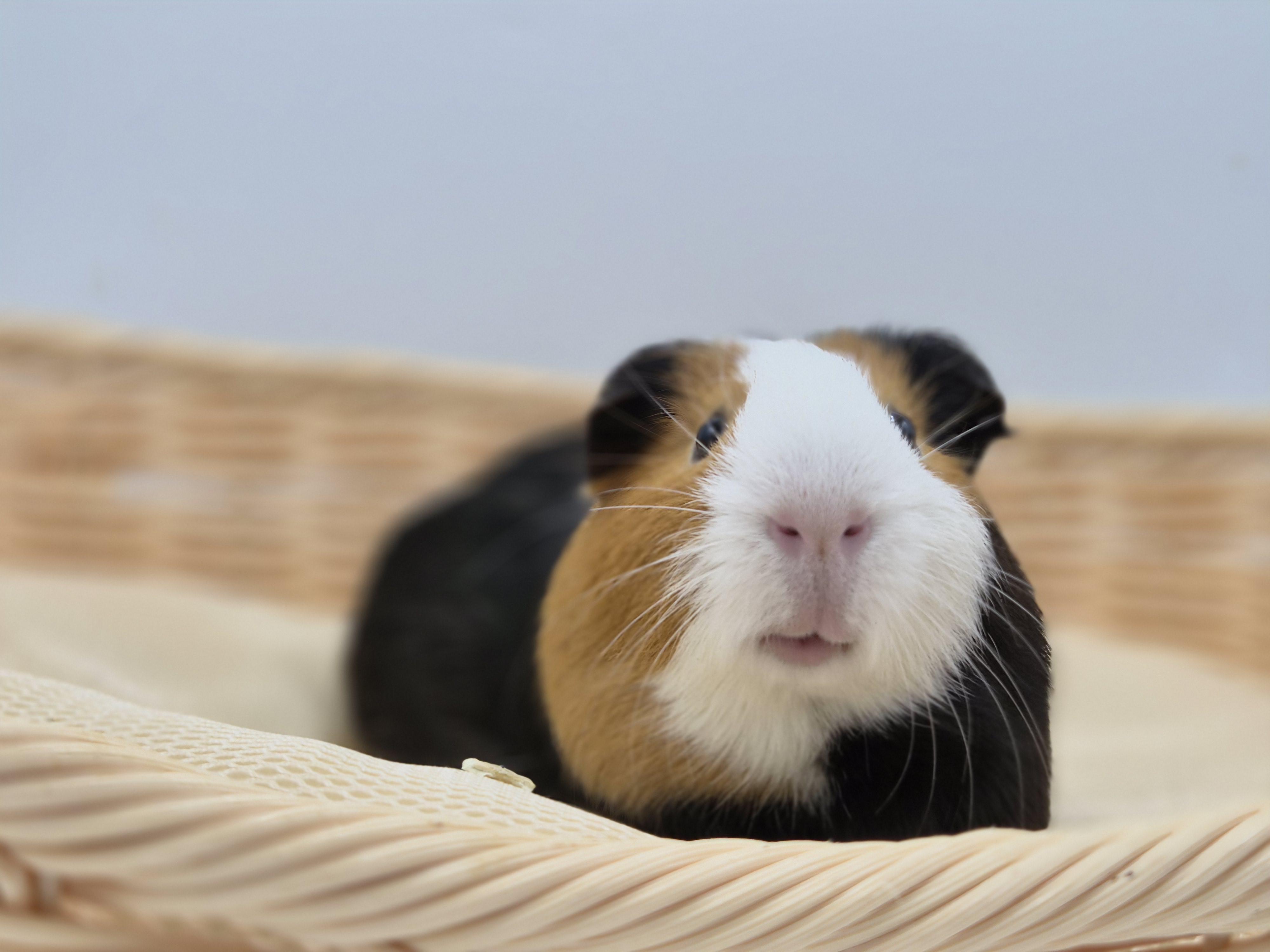 Enlarge Meji, an adopted Guinea Pig in Angleton, TX image 4/4