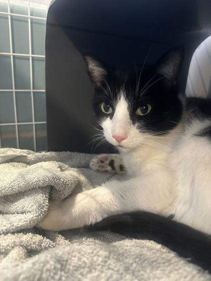 Coco — thumbnail 2