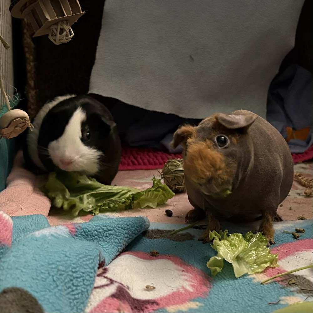 Molly and Matilda, a Adopted Guinea Pig in Chatsworth, CA image 2/4