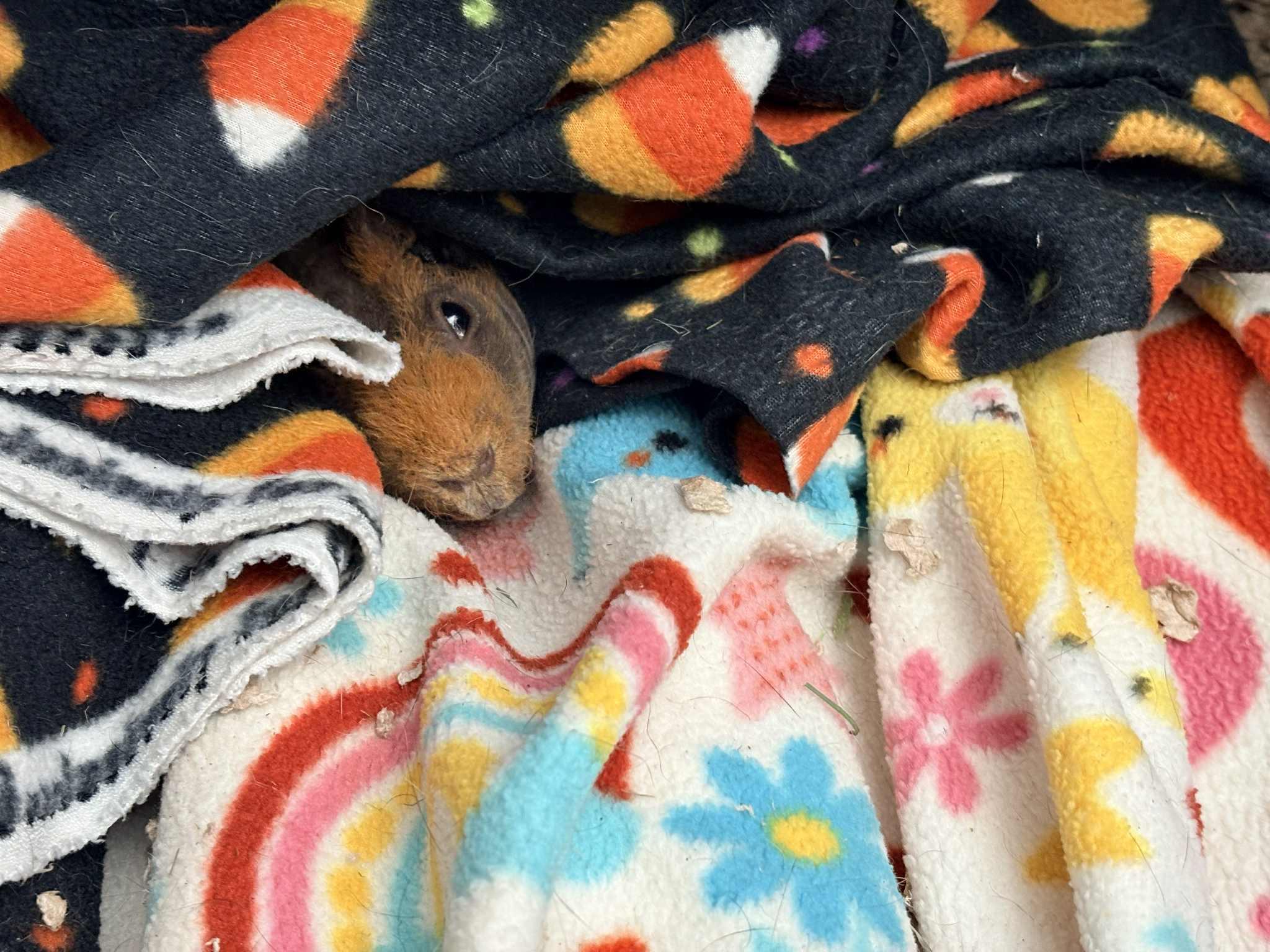 Molly and Matilda, a Adopted Guinea Pig in Chatsworth, CA image 3/4