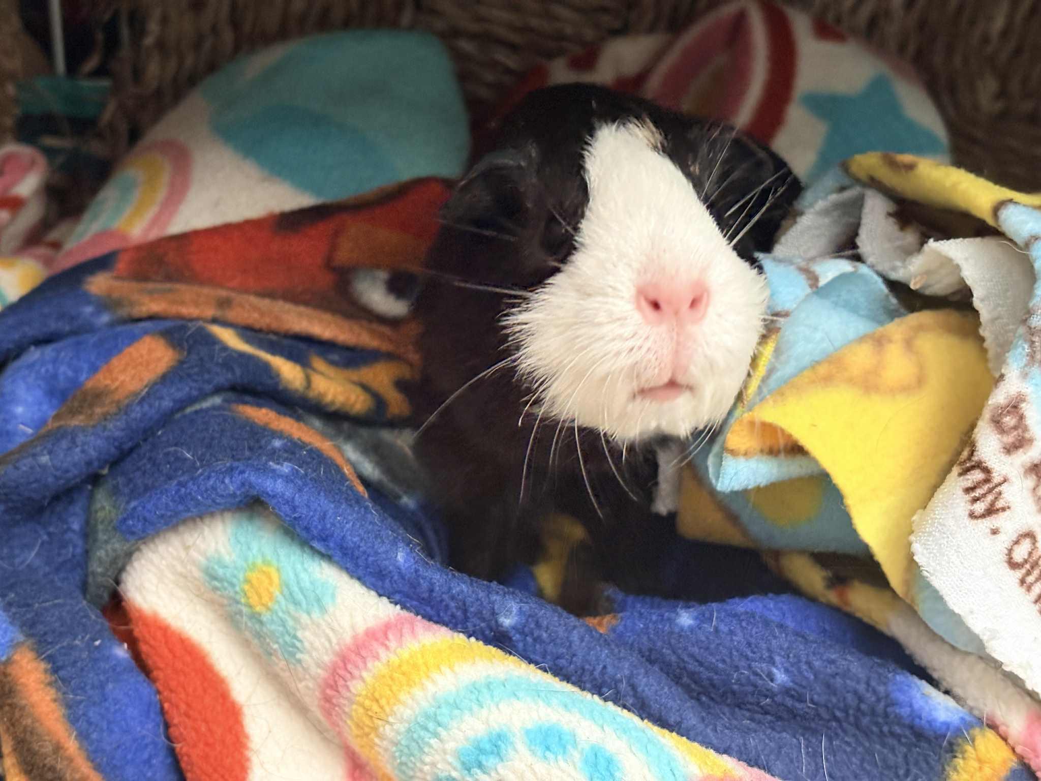 Molly and Matilda, a Adopted Guinea Pig in Chatsworth, CA image 4/4