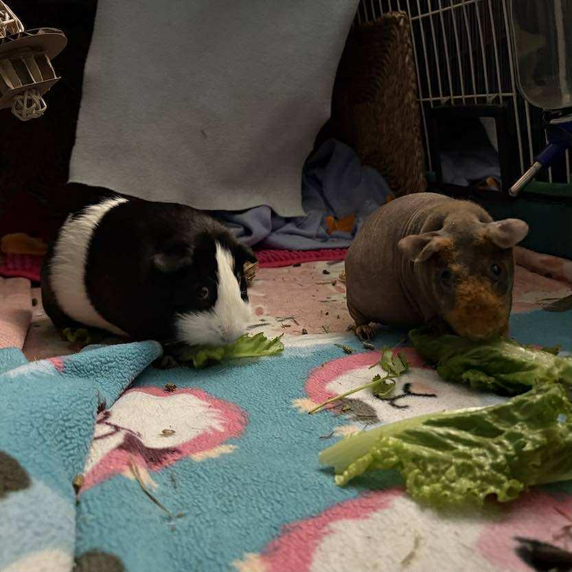 Molly and Matilda, a Adopted Guinea Pig in Chatsworth, CA image 1/4
