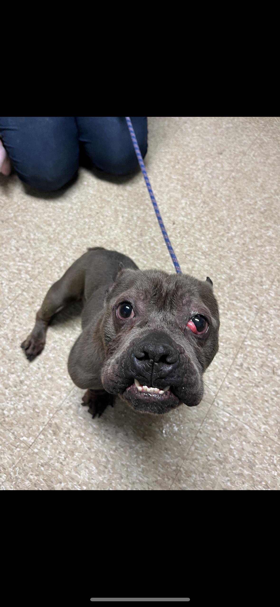 Tankette, Adoptable, Adult Female Bulldog.