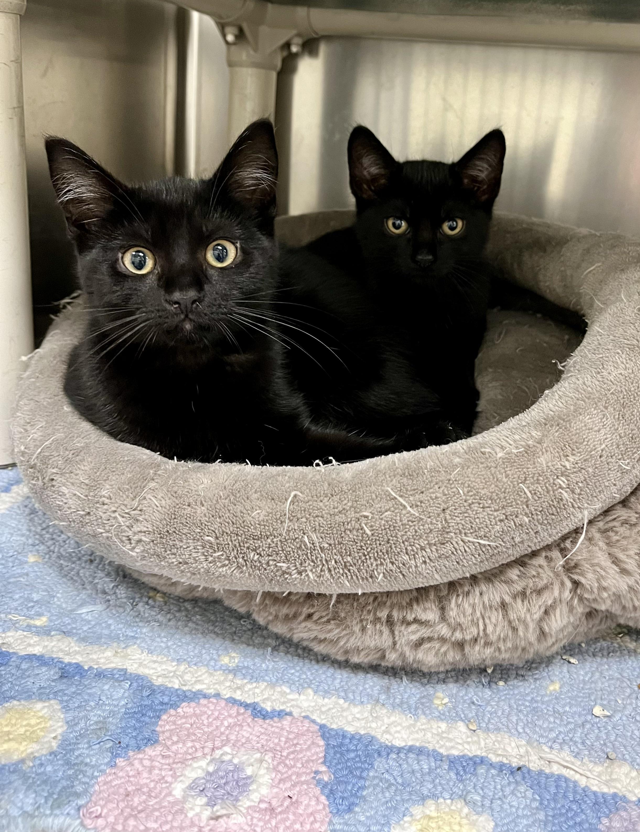Morticia & Wednesday, Adoptable, Kitten Female Domestic Short Hair.