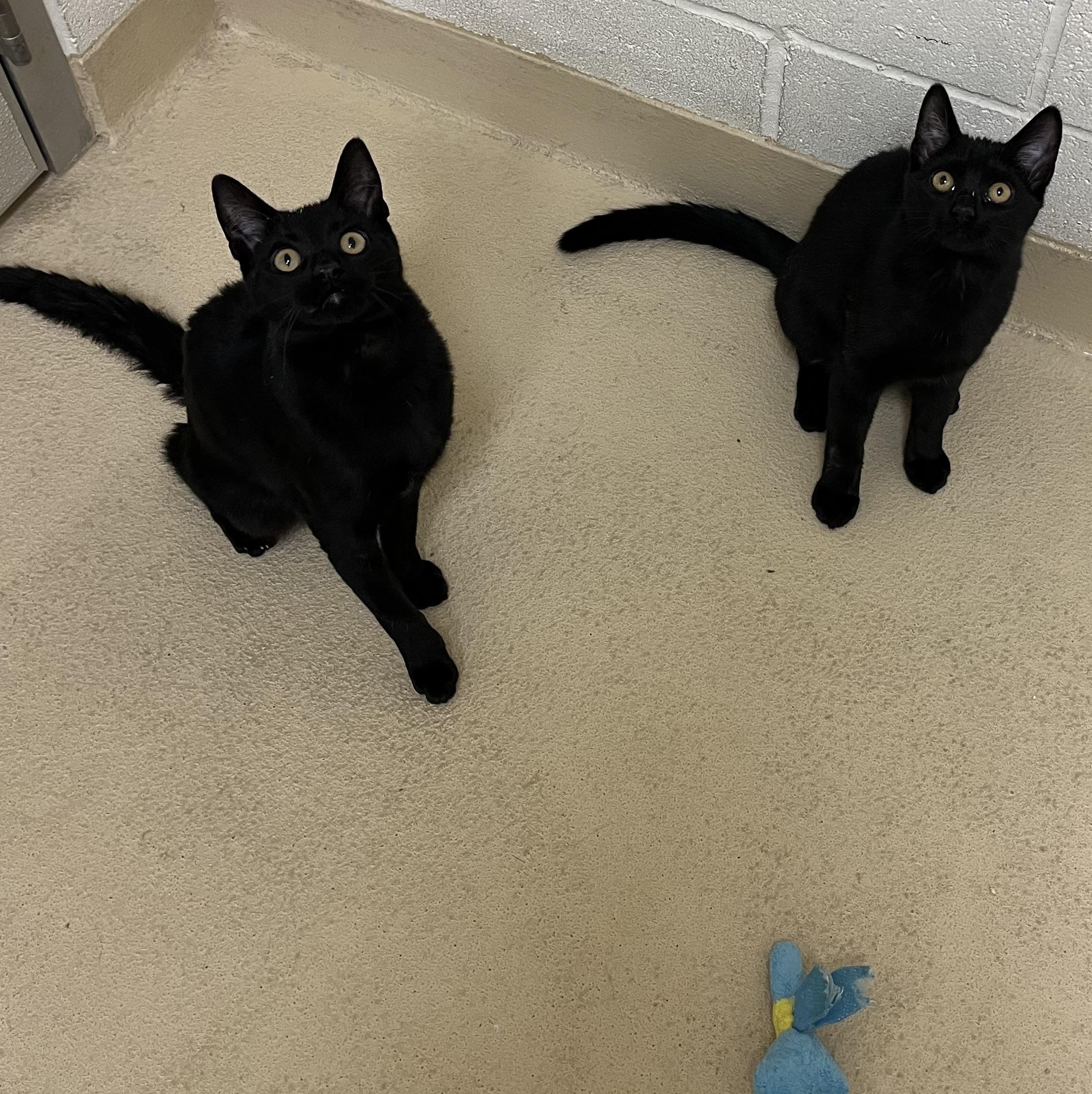 Enlarge Morticia & Wednesday, an adopted Domestic Short Hair in Greenwich, CT image 4/4