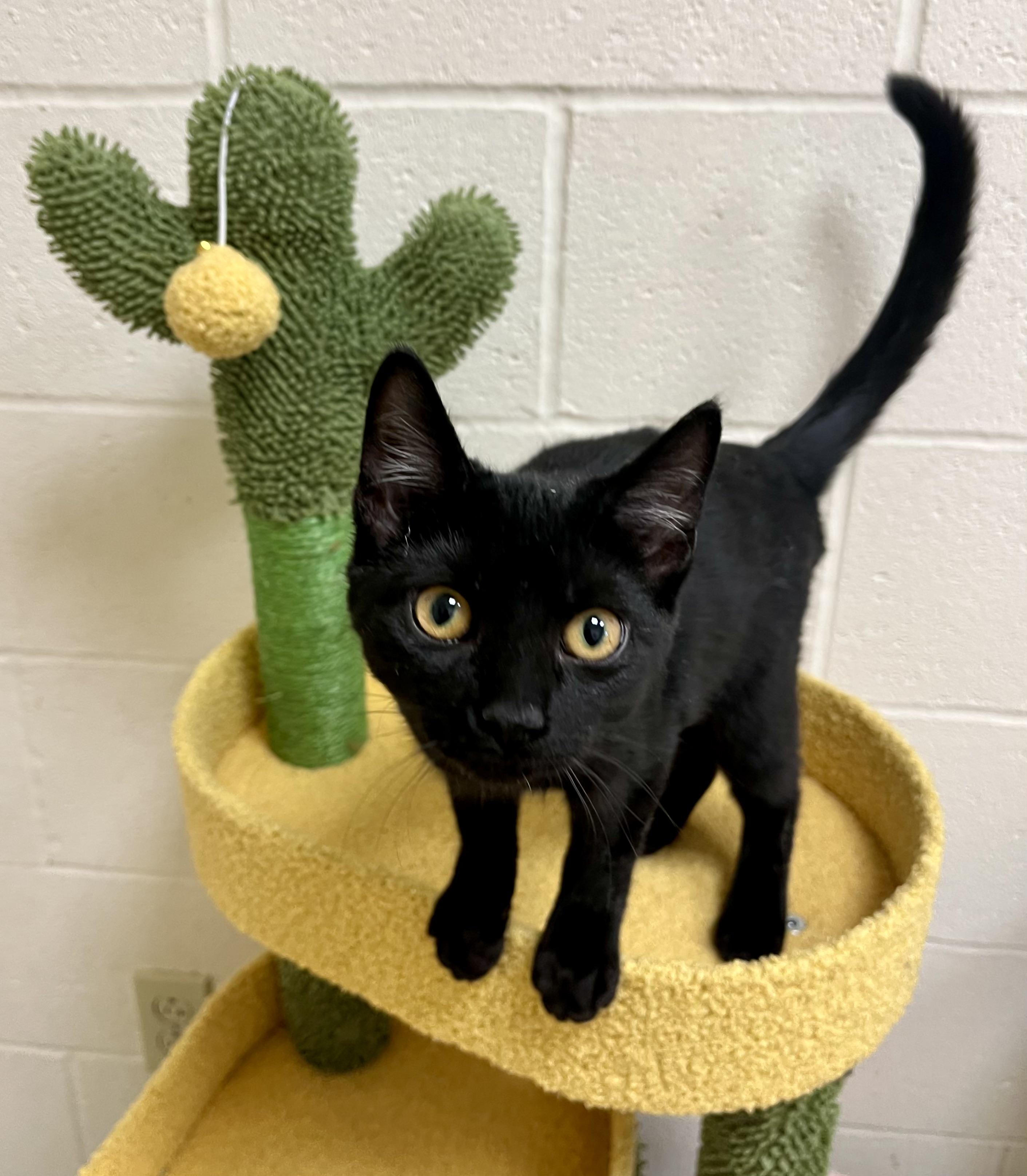 Enlarge Morticia & Wednesday, an adopted Domestic Short Hair in Greenwich, CT image 3/4