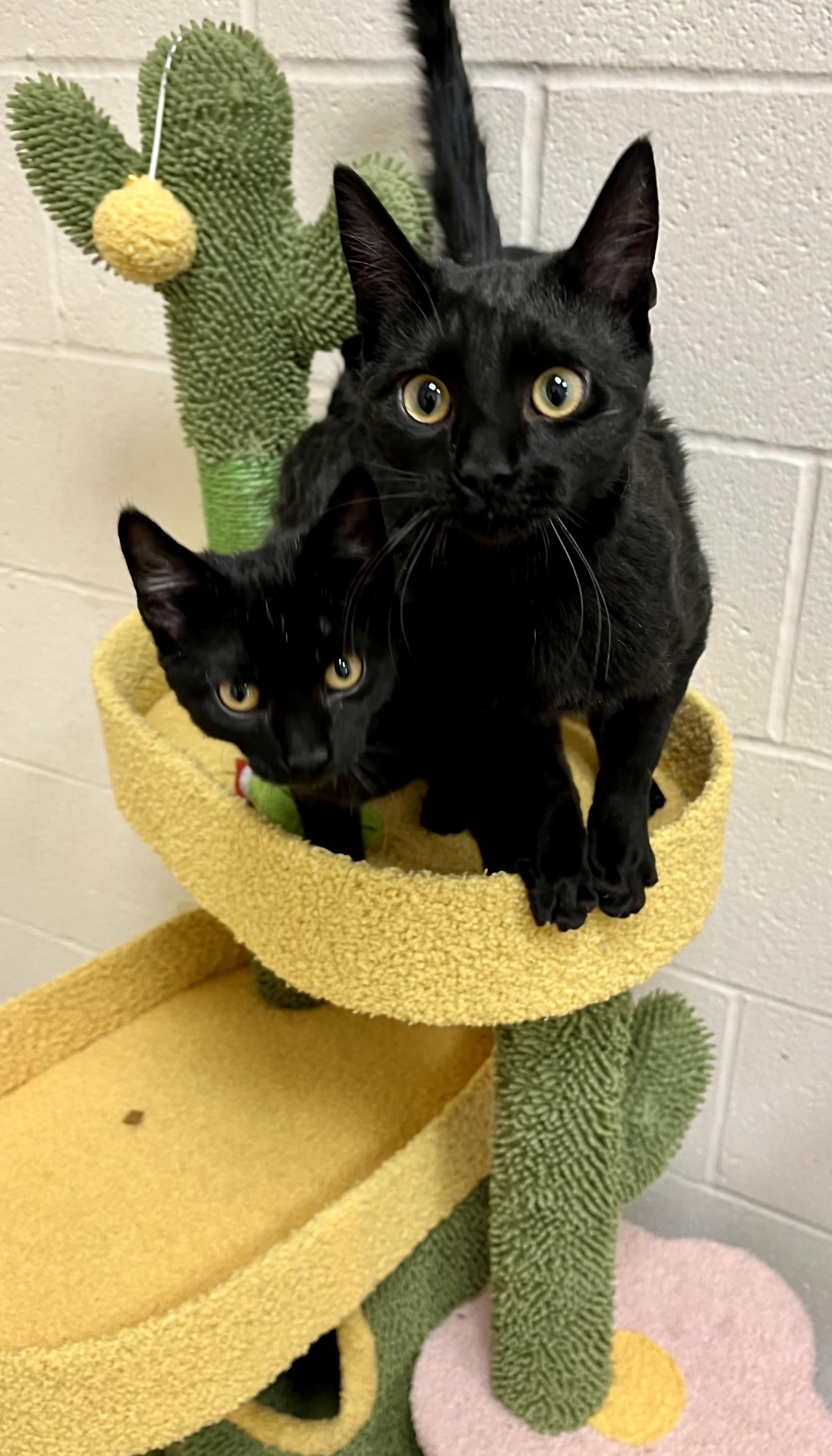 Morticia & Wednesday, adopted, Kitten Female Domestic Short Hair.