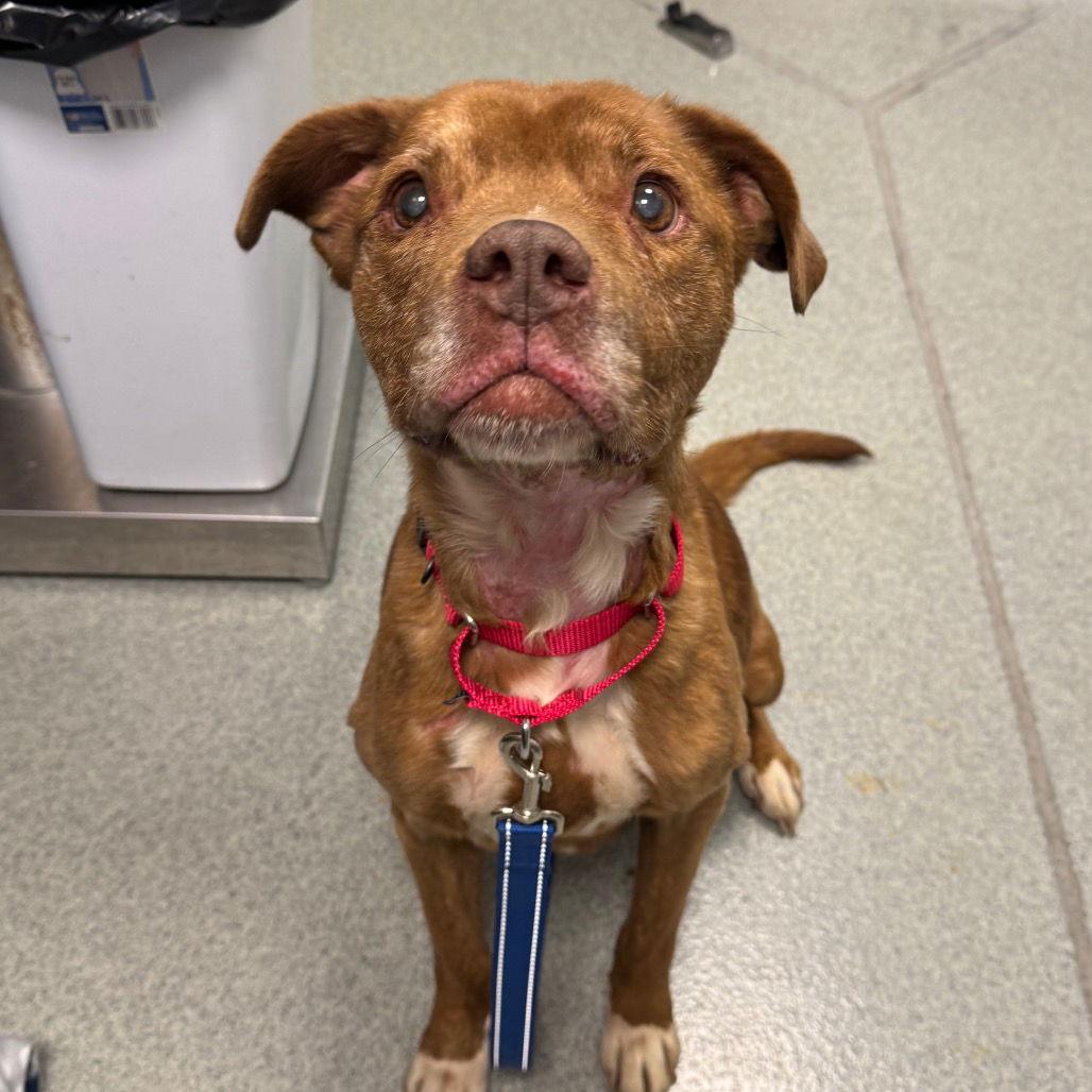 Enlarge Willow, a Adoptable Pit Bull Terrier in New Castle, DE image 1/1