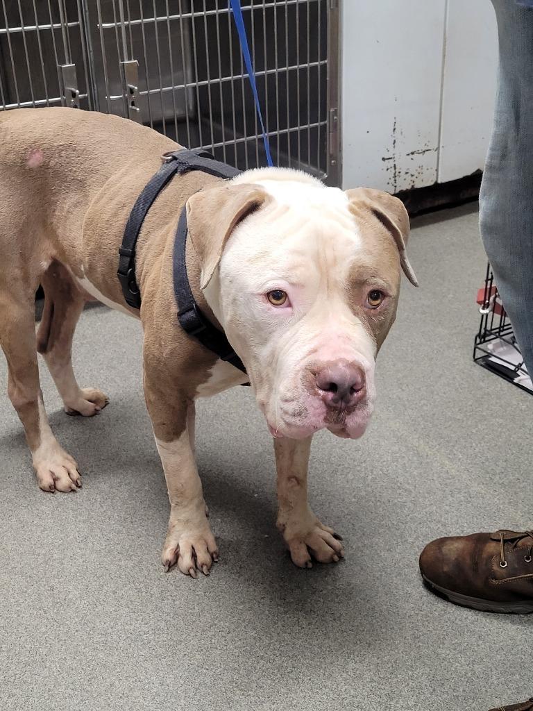 Ashton, Adoptable, Adult Male American Bulldog.