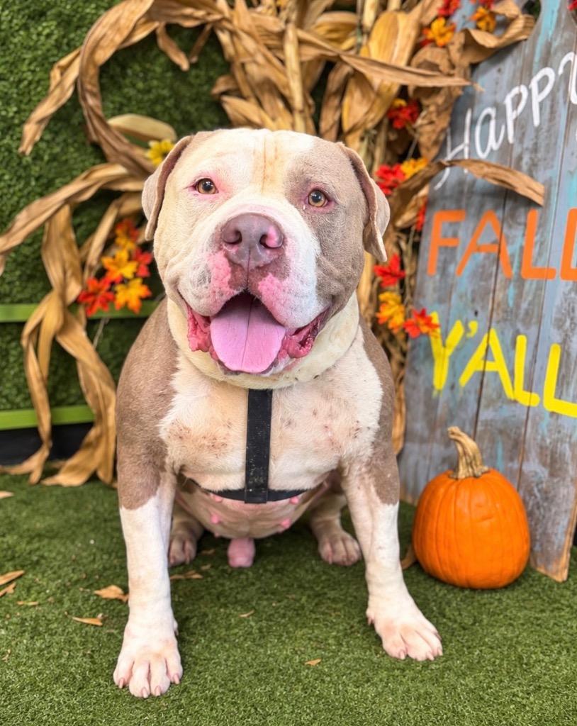 Enlarge Ashton, a Adoptable American Bulldog in Hopkinsville, KY image 2/5