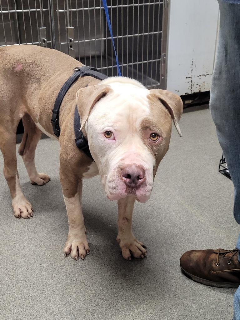 Enlarge Ashton, a Adoptable American Bulldog in Hopkinsville, KY image 3/5