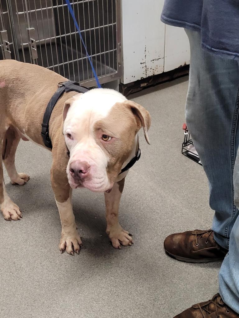 Enlarge Ashton, a Adoptable American Bulldog in Hopkinsville, KY image 4/5