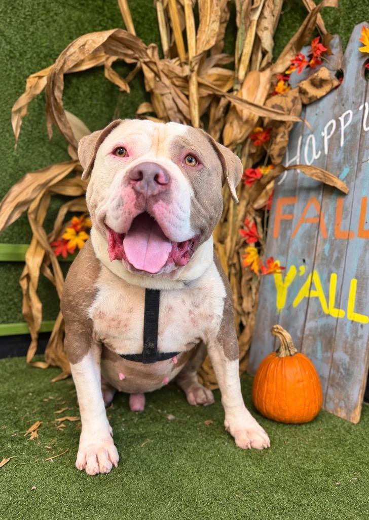 Enlarge Ashton, a Adoptable American Bulldog in Hopkinsville, KY image 5/5