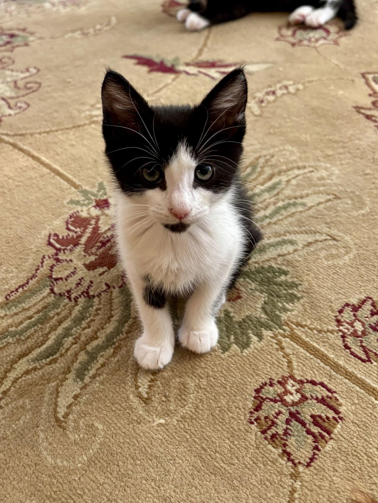Blossum Powerpuff, Adopted, Kitten Female Domestic Short Hair.