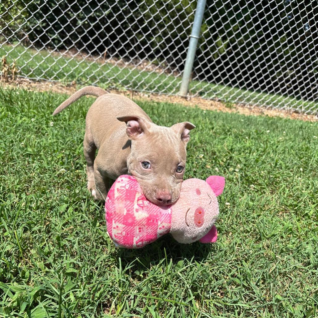 Goosey, Adoptable, Puppy Female Pit Bull Terrier.