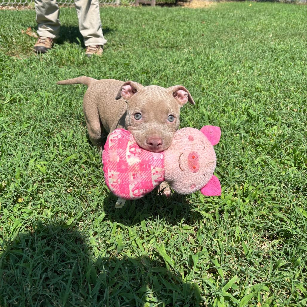 Goosey, a Adoptable Pit Bull Terrier in Roxboro, NC image 2/6
