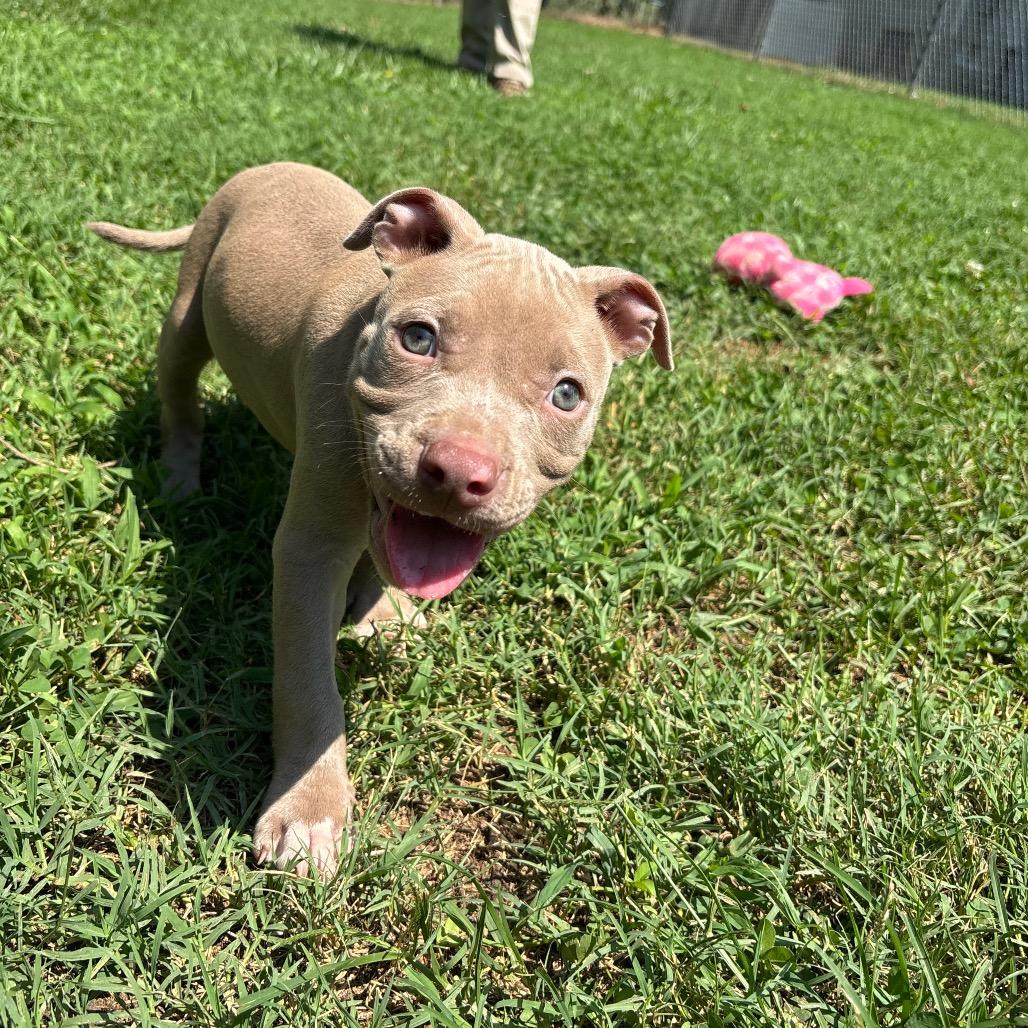 Goosey, a Adoptable Pit Bull Terrier in Roxboro, NC image 3/6