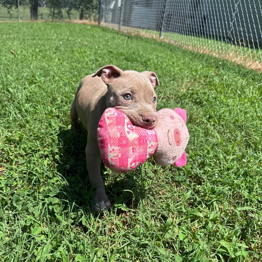 Goosey, a Adoptable Pit Bull Terrier in Roxboro, NC image 4/6